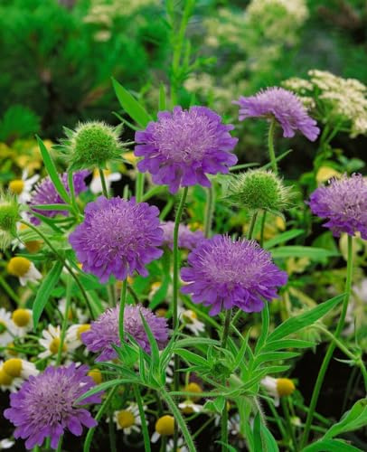 Knautia macedonica 'Melton Pastels' 9x9 cm Topf – Winterhart, Mehrjährig, Pflegeleicht – Mazedonische Witwenblume – Staude für Beet & Rabatte