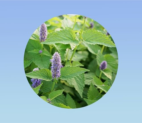 150 graines de menthe poivré- mentha piperita - herbe aromatique