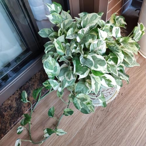 Epipremnum aureum - Pothos riverdimento tetti giardino rocce interni esotici interni decorazione semi giardino 150pcs