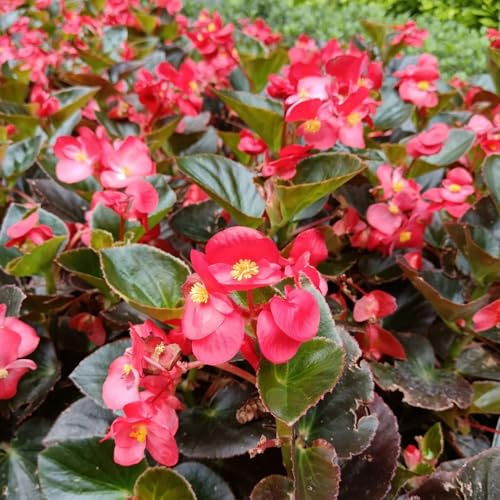 begonia resistentes en exteriores begonias semillas balcón primavera, resistentes en Decoración sala estar con cama 100semillas