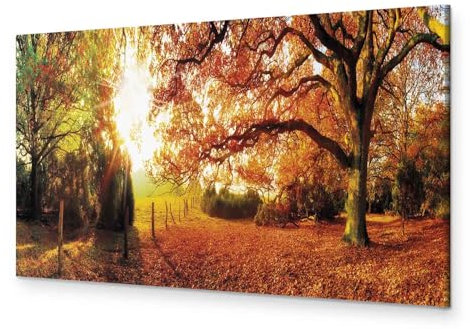 B&D XXL - Wandbilder XXL Wald 135x45 cm 1 tlg - Wand Deko Vlies Leinwand Bilder Groß Wanddeko Wohnzimmer Schlafzimmer Kunstdrucke Panoramabild - Waldlandschaft Natur Panorama Baum Herbst Baum