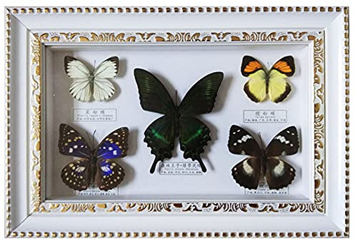 Guoyoocc Vrai Papillon De Taxidermie Monté sous Verre dans Un Cadre Fait Main en Bois,Couleurs AléAtoires De Papillons,Utilisé pour Les Cadeaux d'anniversaire,Objets De Collection,Souvenirs