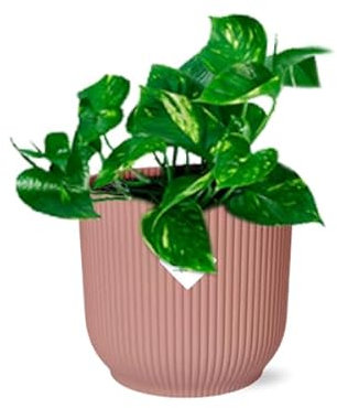Efeutute – Epipremnum Pinnatum Aureum – pflegeleichte Zimmerpflanze mit dekorativen Ranken – inkl. Topf Vibes Fold 14cm Rosa – luftreinigend & dekorativ