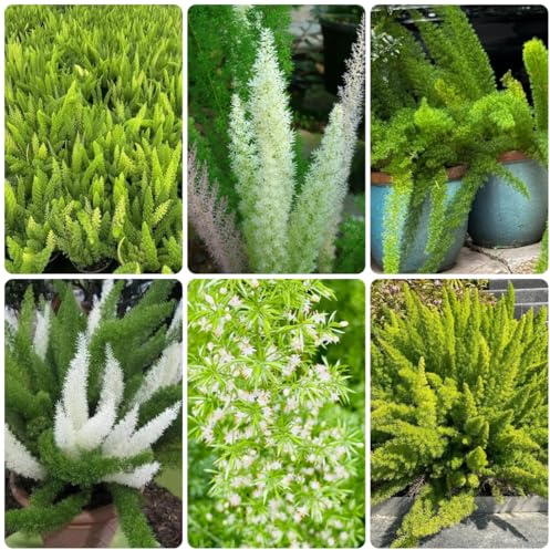 semi di asparagi ornamentali, decorazione da giardino per esterni Asparagi densiflorus, appartamento che purificano l'aria resistenti all'esterno 300pcs