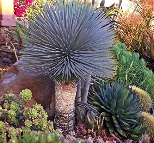 Blaue Yucca Rostrata Old Man Beaked Yucca Exotische 10 Samen Seltene Evergreen, Hardy