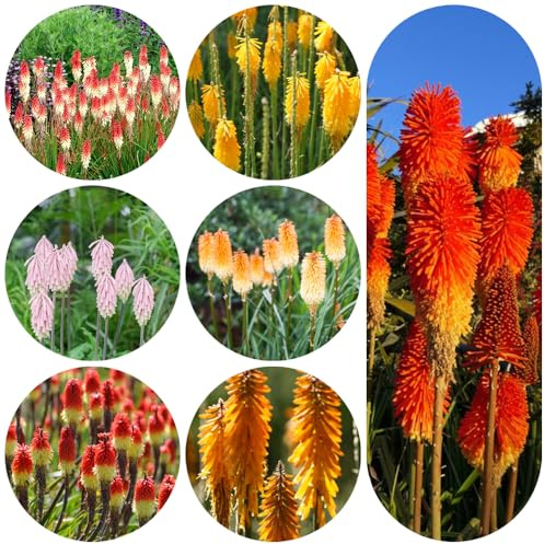 semi di giglio torcia - Kniphofia - biologici per esterno d'appartamento esotiche decorative giardino roccioso giardino Vecchie varietà 125pcs