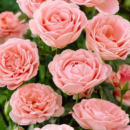 GARTHWAITE NURSERIES® : - Potted 2 Litre FLORIBUNDA Rose Dearest Perennial Plant