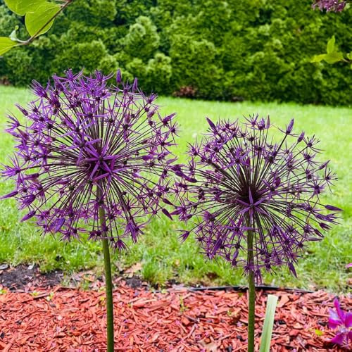 Bulbi di Allium, giardino di Le di Allium Giganteum sono cipolle, decorazione da giardino per esterni bulbi di cipolla ornamentali, 4pcs