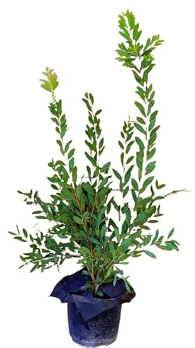 Calistemon Arbusto Natural Árbol de Exterior con Follaje Atractivo