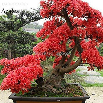 Graines De Fleurs Fraîches De Rhododendron Zalea Rouge Rose Pour Jardin