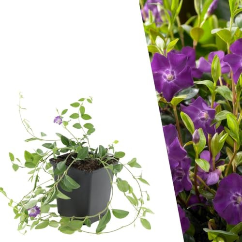 Plants by Frank | 6 Plantes de pervenche pourpre | Vinca minor ‘Atropurpurea’ | Couvre-sol rustique | Plantes vivaces | Sous-arbrisseau persistant | Plantes d’extérieur | Jardin
