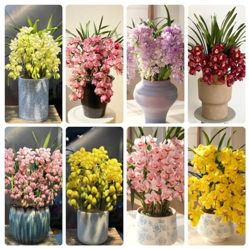 Semillas de orquídeas Cymbidium-semillas de orquídeas-Jardín interior, regalos para los amantes del jardín. Las perennes son perennes resistentes, semillas de 300pcs