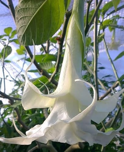 3 talee - brugmansia (angels trumpet) * bianco doppio | brugmansia (angels trumpet)