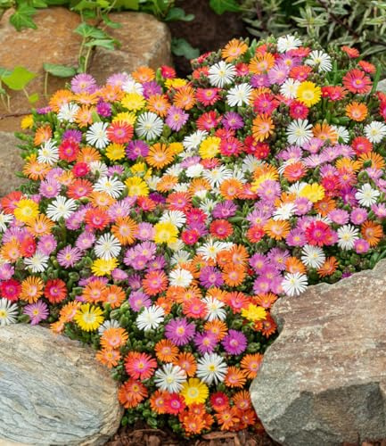 BALDUR Garten 4er Winterharte Eisblumen Wheels of Wonder® Farbmix | Pflanzen im 9x9 cm-Topf, Delosperma congesta, winterharte Staude, trockenresistent, mehrjährig, blühend