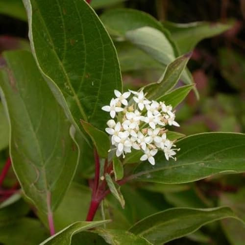 6x Cornouiller nain 'Kelsey's Dwarf' – Cornus sericea 'Kelsey's Dwarf' godet 9x9 cm | Arbuste compact décoratif, feuillage coloré & baies blanches