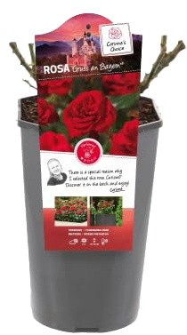 Rosal de Pie Bajo Rojo Una Joya Floral para tu Espacio Exterior