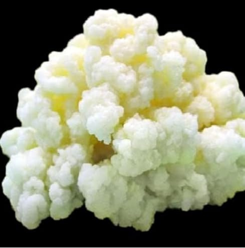 Milk Kefir Grains Starter Bulgaros de Leche, Pajaritos de Leche Fast Growth Culture Start your Homenade Fermentation experience with Fresh Live Active Probiotics Cultures Make fresh Drink at home 1 TABLESPOON KETO friendly