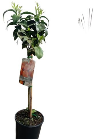 Naranjo Natural en Maceta de 17cm Árbol Grande con Fruta Exquisita y Aroma Cítrico