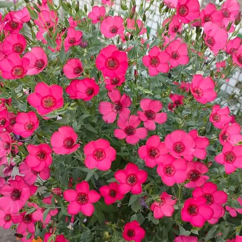 roter leinsamen bio hochbeett balkon 400pcs