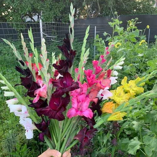 gladiolen winterharte kübelpflanzen gartenpflanzen gartenblumen blumenzwiebeln frühblüher winterharte balkonpflanzen hochbeet balkon frühlingsblumen pflanztopf pflanztöpfe pflanzendeko 35zwiebeln