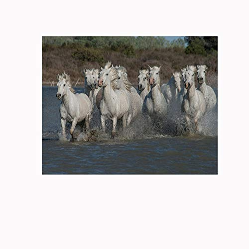 Fotomurales Autoadhesivo Grupo de caballos 175x210cm Decoración de Pared decorativos Murales moderna de Papel Pintado Sala Living Oficina Dormitorio