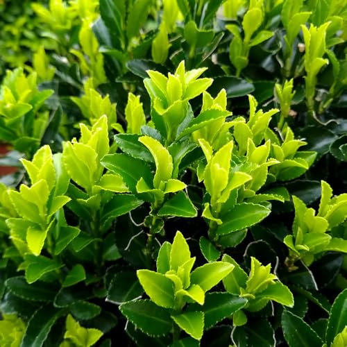 YouGarden Euonymus 'Green Spire', Established Plant in 2 Litre Pot, Evergreen Shrub, Ready to Plant, Great for Hedges and Borders
