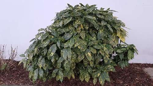 Aucuba japonica 'Crotonifolia' / Laurier du Japon/Conteneur de 3 à 4 litres