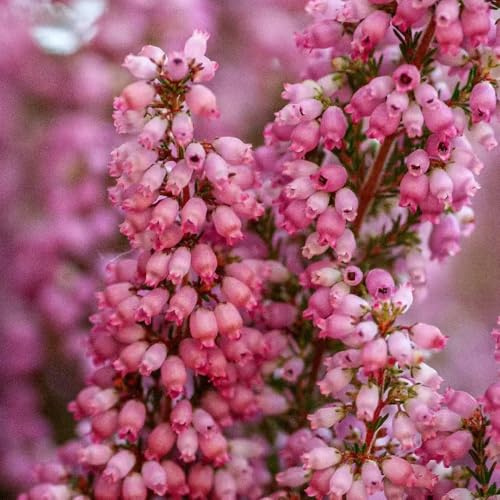 Heidekraut blumenbeet balkon schnittblumen blumenwiesensaat blumenstauden winterhart blumengarten schmetterlingsflieder wildblumen balkonblumen bonsai topf indoor kräutergarten 130samen