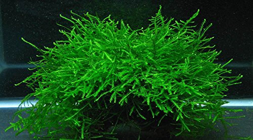 Java Moss (Vesicularia Dubyana 10 grams Live Plant