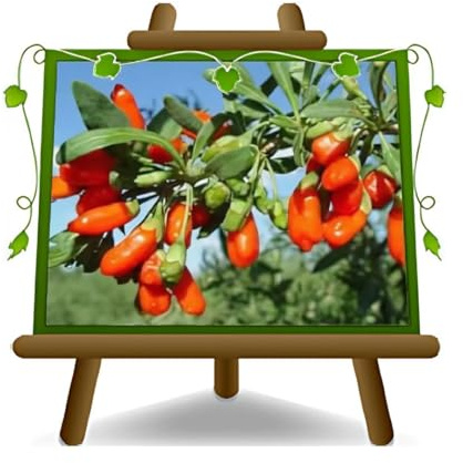 EURO PLANTS VIVAI Goji Alberi da Frutto Autofertile Altezza 160 cm Età 2 Anni Vaso 20 cm