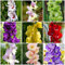 Bulbos De Gladiolo Mezcla De Flores Bulbo De Gladiolo Bulbo De Flores Resistentes Perennes Flores De BalcóN Plantas Resistentes Para JardíN Flores De BalcóN De Gladiolo Resistentes 12 Bulbo De Flores