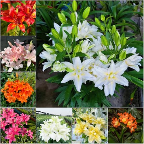 bulbos de lirio perennes resistentes - de jardín en balcón cubierta resistente bulbos bonsái lirio interior lirios 4pcs