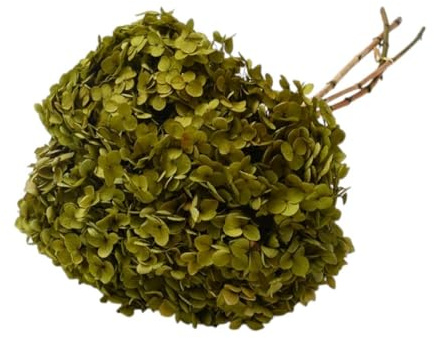 Generico Ortensia STABILIZZATA | Vari Colori | 20x60 cm Bomboniera Allestimento Feste Cerimonie Fiori Fiore Vero (Verde Muschio)