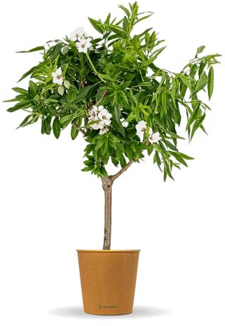 Bloomify® Mandelbaum Manolo | 70 bis 90 cm großes winterhartes Mandelbäumchen | pflegeleichte Mandel für Garten oder Topf | schöne Blüten, süße Mandelkerne, selbstbestäubend
