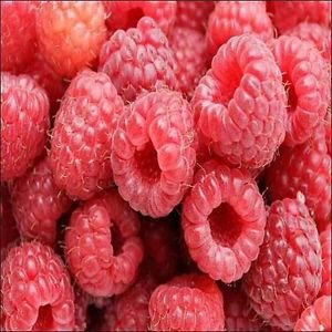I semi di lampone Red Bush (Rubus idaeus) 25+ grani