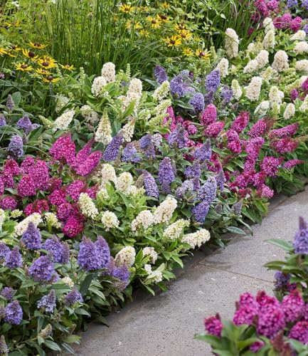 BALDUR Garten 3er-Mix Zwerg-Schmetterlingsflieder 'Little Rockstars®', Pflanzen im 12 cm-Topf, für Beet & Kübel, sehr kompakt & blüht monatelang, duftende Blüten, winterhart & pflegeleicht