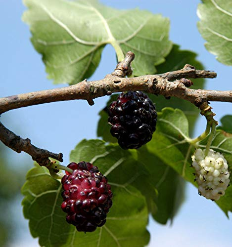Schwarzer Maulbeerbaum 40-60cm - Morus nigra - lebende Gartenpflanze aus den Baumschulen