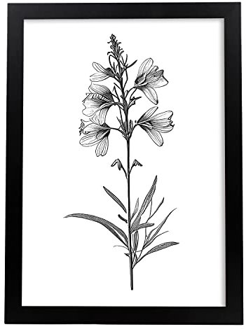 Nacnic Rittersporn 1 Poster im nordischen Stil. Botanik Illustrationen mit Blumen und Pflanzen in Schwarz und Weiß. Innenarchitektur und Dekoration. A4 schwarzen Rahmen.