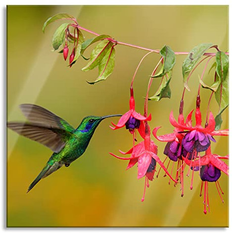 Pixxprint Glasbild, Wandbild auf Echtglas, Kolibri trinkt vom Blütennektar, 70x70 cm, inkl. Aufhängung und Abstandshalter