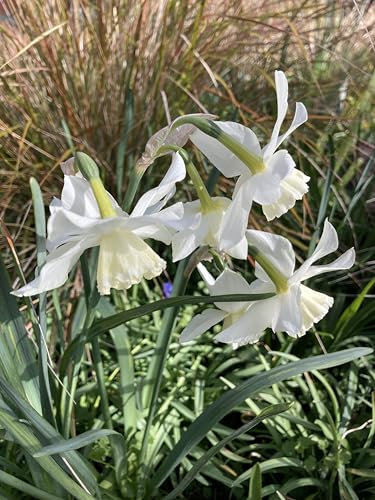 30 White Daffodil 'Thalia' Bulbs (Narcissus) Free UK Postage