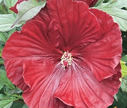 XXL Hibiscus moscheutos 'Cranberry Crush'® – Riesenhibiskus Staudenhibiskus mit großen roten Blüten – Winterharte Gartenpflanze, pflegeleicht, Bienenfreundlich, Ideal für Beet & Kübel