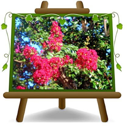 EURO PLANTS VIVAI Lagerstroemia Indica Cespuglio Rossa Vaso da 24 cm | Pianta Ornamentale Altezza 80 cm