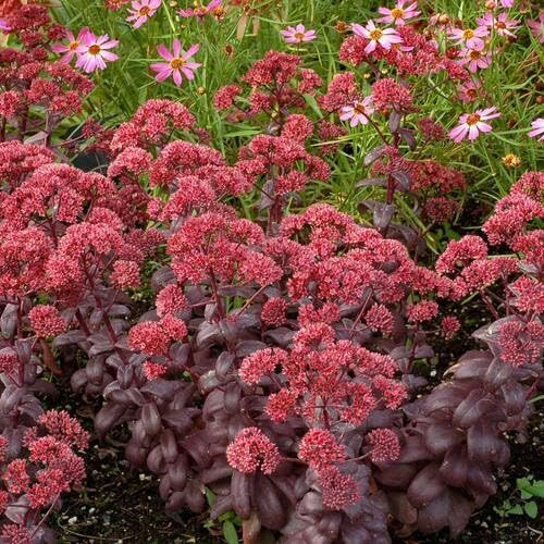 100 semi di sedum rossi