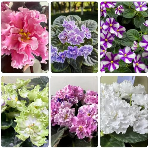 Violetta africana di resistente semi di violetta ufficio giardino 150pcs