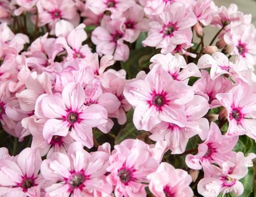 POWERS TO FLOWERS - CICLAMINO ILLUSIA, 3 PIANTE, VASO 12CM DIAMETRO, piante vere