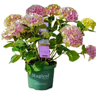Hortensia Rosa Natural Arbusto Resistente para Decoración de Exteriores