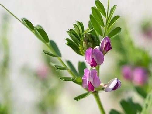 100 Graines de Vesce de Printemps BIO - Vicia sativa L. - Fleur ROSE - Légumineuse - Jardin Engrais Couvre sol - 325