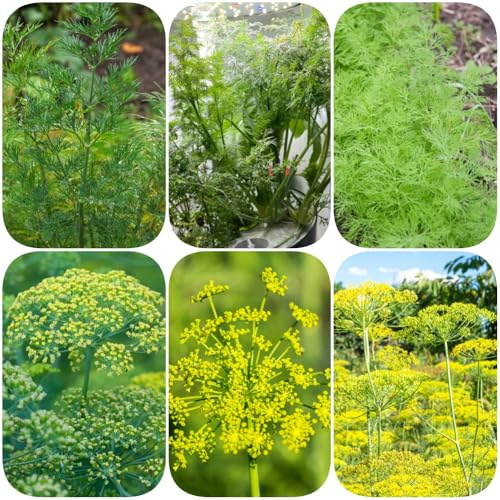 Semi di aneto - selvatiche da balcone giardino aromatiche aromatiche da giardino verdi resistenti per giardini rocciosi semi di vecchie varietà 400pcs