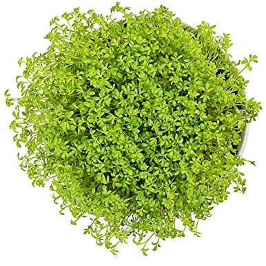 JustSeed - Salad - Cress - Greek - 345 Seeds - Economy Pack
