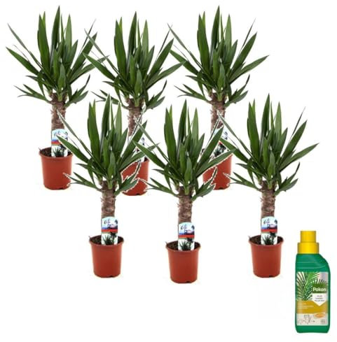 Plant in a Box - Yucca Elephantipes - Set di 6 - Pianta da appartamento - Pokon - Vaso 14cm - Altezza 50-60cm
